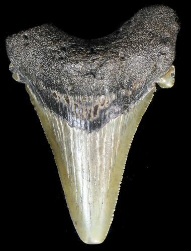 Angustidens Tooth - Megalodon Ancestor #56650